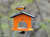 Amish-Made Oriole Jelly and Orange Bird Feeder, Eco-Friendly Poly Lumber Hanging Oriole Feeder