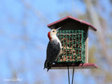 Amish-Made Double Suet Bird Feeder, Eco-Friendly Poly Lumber