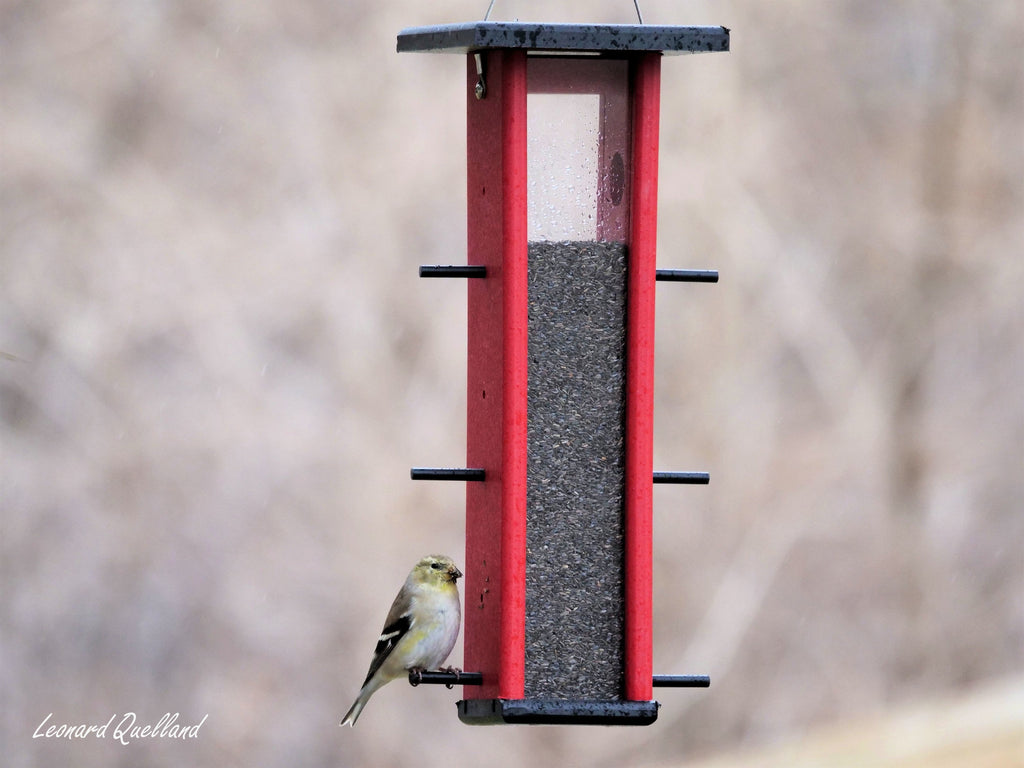 Amish-Made Finch Bird Feeder, Eco-Friendly Poly Lumber