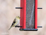 Amish-Made Finch Feeder, Eco-Friendly Poly Lumber